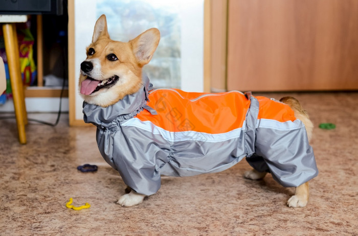 的狗他的衣服夹克为狗拟合衣服狗他的衣服夹
