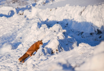 的<strong>狐狸</strong>运行通过的雪冬天<strong>狐狸</strong>的<strong>狐狸</strong>运行通过的雪冬天