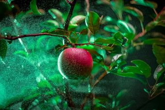 喷涂的红色的苹果喷雾的苹果树喷涂红色的苹果喷雾的苹果树