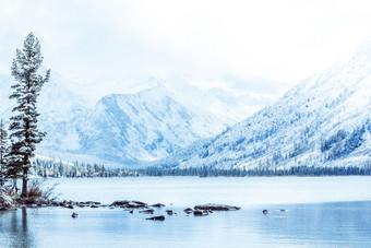 冬天山湖与白雪覆盖的松树的海岸冷淡的天气的阿尔泰山雾在的冬天湖数量白雪覆盖的树的河