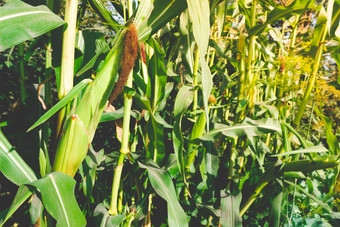 耳朵玉米生长植物玉米事农民生长玉米