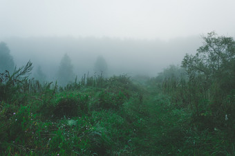 雾的森林多雾的早....森林神秘的大气