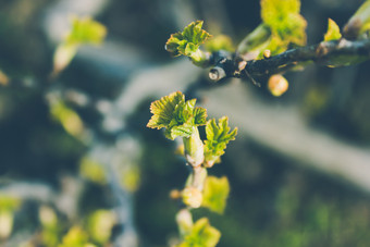 绿色叶子年轻的醋栗春天花园园艺日益增长的浆果