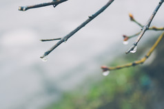 分支树与巴德和下降雨春天天气觉醒自然