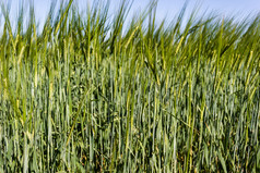 场与耳朵小麦日益增长的谷物农民