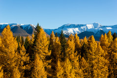 金秋天山全景视图山雪脊和黄色的落叶松旅行阿尔泰