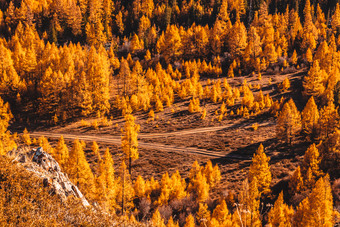 明亮的黄色的落叶松的大气金秋天阿尔泰改变季节森林9月