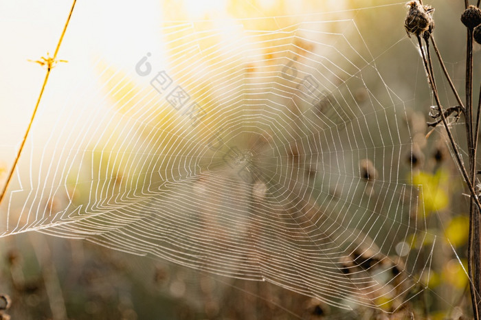蜘蛛网干草阳光明媚的一天神秘的大气早期早....