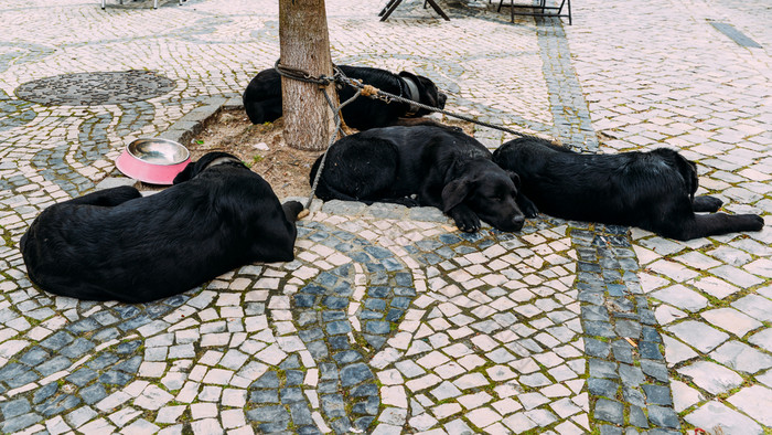 可爱的黑色的实验室混合黑色的拉布拉多狗睡着了的街唤作葡萄牙尽管活动所有周围他们可爱的黑色的实验室混合黑色的拉布拉多狗睡着了的街唤作葡萄牙尽管活动所有周围他们