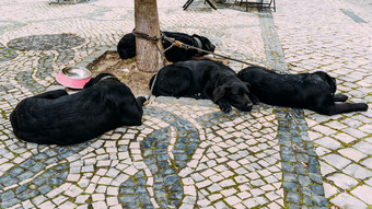 可爱的<strong>黑色</strong>的实验室混合<strong>黑色</strong>的拉布拉多狗睡着了的街唤作葡萄牙尽管活动所有周围他们可爱的<strong>黑色</strong>的实验室混合<strong>黑色</strong>的拉布拉多狗睡着了的街唤作葡萄牙尽管活动所有周围他们