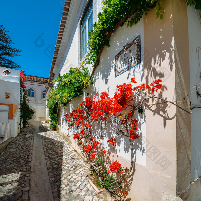 狭窄的舒适的和美丽的街道管理区里斯本葡萄牙在春天一天与叶子花属植物外观狭窄的舒适的和美丽的街道管理区里斯本葡萄牙在阳光明媚的一天