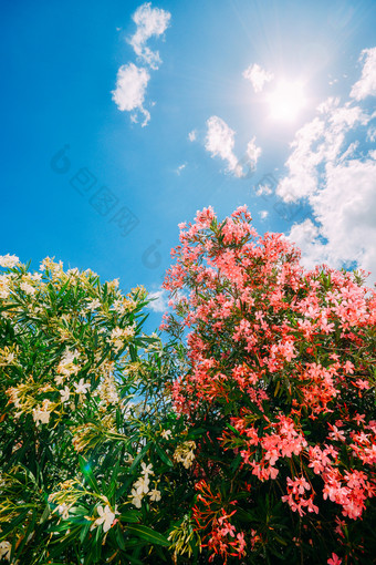 盛开的粉红色的和黄色的花灌木对清晰的蓝色的天空阳光明媚的春天一天复制空间盛开的粉红色的和黄色的花灌木对清晰的蓝色的天空阳光明媚的春天一天复制空间