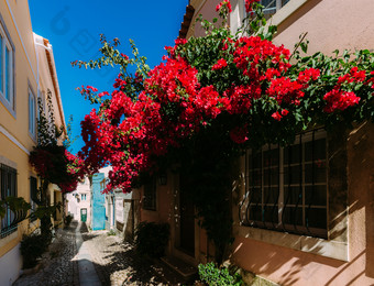 小小巷管理葡萄牙与叶子花属花外墙历史房屋小小巷管理葡萄牙与叶子花属花
