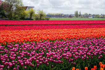 美丽的<strong>郁金香字段</strong>荷兰在的春天美丽的<strong>郁金香字段</strong>荷兰在的春天