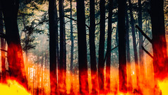 愤怒的松木森林火数字复合愤怒的松木森林火数字复合与复制空间