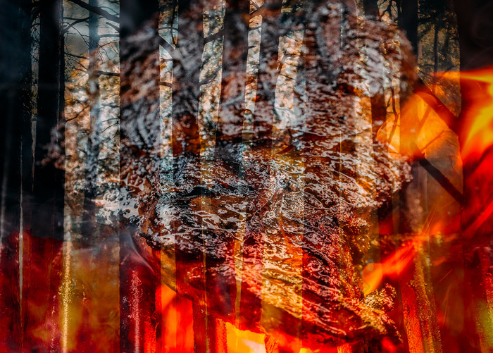 愤怒的松木森林火与肉帕蒂烧烤烧烤保存的热带雨林概念吃少肉愤怒的松木森林火与肉帕蒂烧烤烧烤保存的热带雨林概念