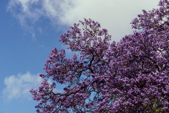 大道充满活力的紫色的蓝花楹花树里斯本葡萄牙