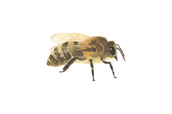 美丽的水彩休息<strong>蜜蜂</strong>图标孤立的白色背景蜂蜜<strong>蜜蜂昆虫</strong>手画现实的舒适的插图为打印海报标志网络美丽的水彩休息<strong>蜜蜂</strong>图标孤立的白色背景蜂蜜<strong>蜜蜂昆虫</strong>手画现实的