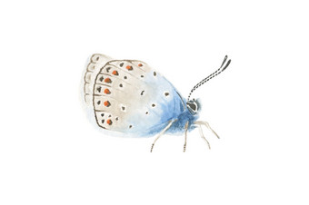 美丽的蓝色的棕色（的）水彩半透明的蝴蝶的白色背景翅膀折叠湿水彩溅图标孤立的手画现实的舒适的插图为打印海报标志网络美丽的蓝色的棕色（的）水彩半透明的蝴蝶的白色背景翅膀折叠湿水彩溅