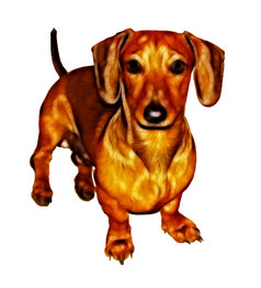 孤立的蜡笔画绘画坐着微型达克斯猎犬小狗
