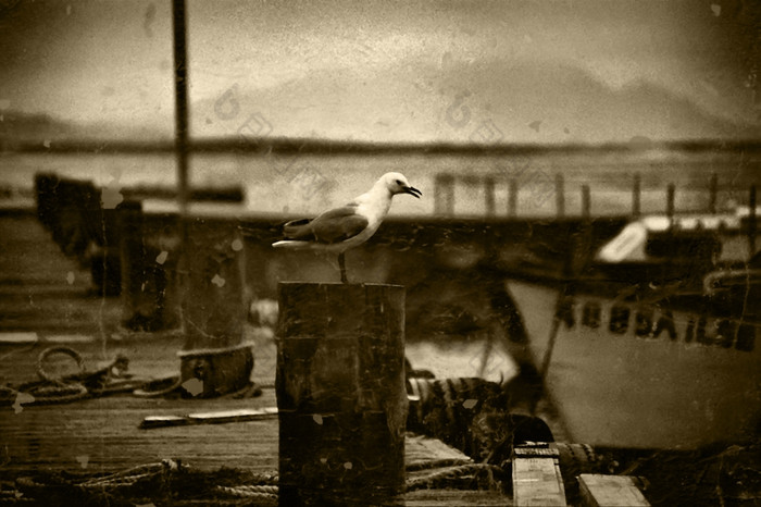 黑色的而且白色复古的图片海鸥码头