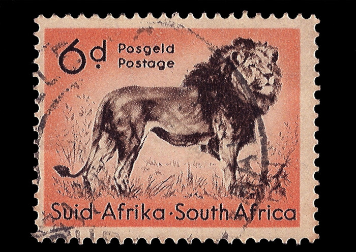 南非洲约邮票印刷南非洲显示狮子双语内接约图片