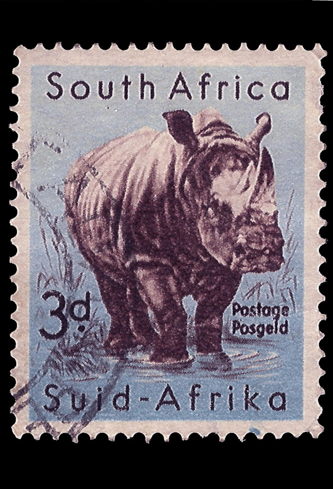 南非洲约邮票印刷南非洲显示犀牛双语内接约图片