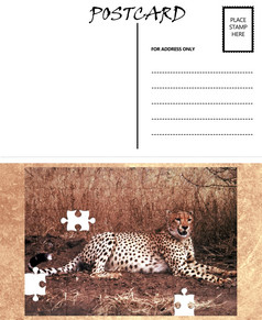 白色空明信片模板与复制区域与猎豹谜题图像