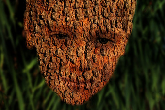 树树皮男孩脸自然保护象征意义