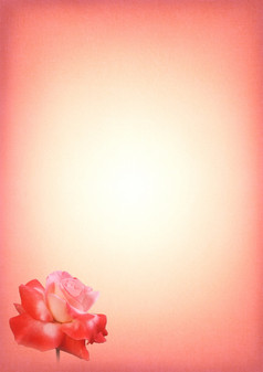 粉红色的玫瑰打印写作纸与梯度而且文本区域