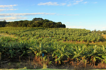 图片香蕉种植园与明亮的蓝色的阳光明媚的天空