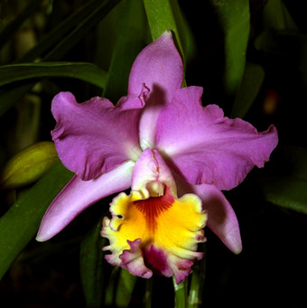色彩斑斓的兰花物种紫色的黄色的红色的卡特利亚不伦瑞克惊喜西蒙图片