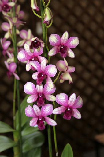 色彩斑斓的兰花物种紫色的而且白色石斛索尼娅图片