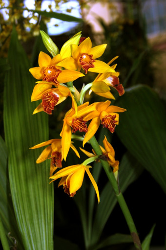 色彩斑斓的兰花物种<strong>明亮</strong>的黄色的橙色棕色（的）Epidendrum富尔根斯<strong>图片</strong>