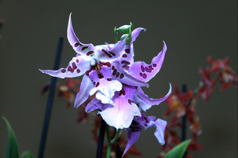 色彩斑斓的兰花物种发现了明亮的蓝色的紫色的图片