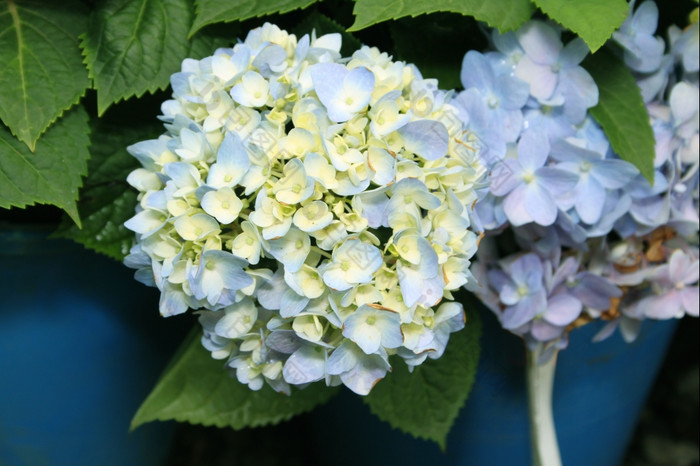 植物区系独特的没完没了的夏天蓝色的绣球花图片