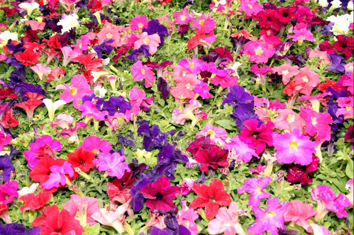 植物区系明亮的色彩斑斓的紫色的红色的而且粉红色的花显示图片
