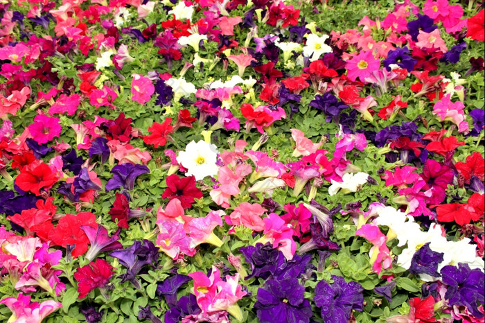 植物区系明亮的色彩斑斓的白色紫色的红色的而且粉红色的花显示图片
