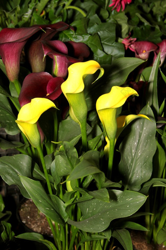 植物区系图片明亮的黄色的阿鲁姆莉莉花