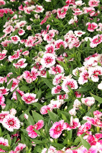 植物区系<strong>明亮</strong>的粉红色的而且白色花显示<strong>图片</strong>