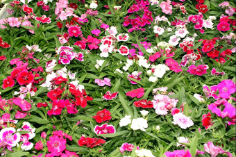 植物区系明亮的粉红色的而且白色紫色的花显示图片