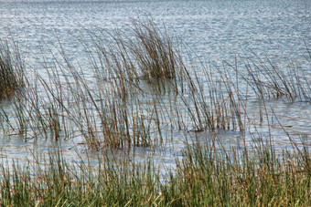 湖与草和波及<strong>水</strong>背景图片