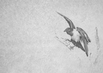 灰度黑色的和白色可折叠的卡图像大乌鸦传播翅膀分支皮革类型变形纸与标题和大文本区域