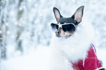 狗奢侈品衣服白色皮毛和眼镜的冬天森林活跃的道路生活体育运动肖像狗冬天时尚冬天衣服狗空间为文本