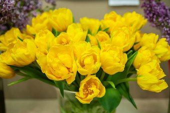 <strong>春天</strong>明亮的黄色的郁金香花瓶<strong>你好春天</strong>和女人一天概念