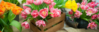 新鲜的春天色彩斑斓的郁金香花横幅很多五彩缤纷的郁金香花束你好春天和女人一天概念