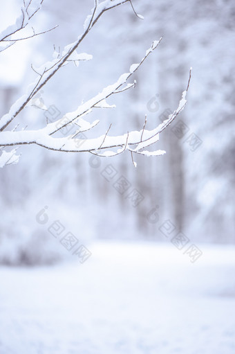 玩具房子包装温暖的围巾rsquo下雪自然自然背景真正的冷杉的雪健美的概念冬天圣诞节新一年温暖的舒适的的城市