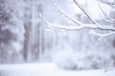 玩具房子包装温暖的围巾rsquo下雪自然自然背景真正的冷杉的雪健美的概念冬天圣诞节新一年温暖的舒适的的城市