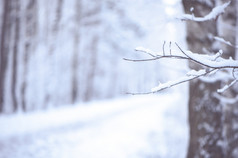 冬天模糊背景与空间为文本树分支机构覆盖与雪的背景的路的森林