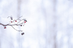 冬天模糊背景与空间为文本黑色的和红色的冻浆果的雪锐度